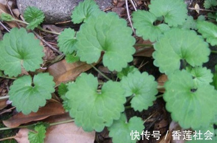 农村|农村一种野草，是一种排结石的利器广受追捧，还能消肿化瘀