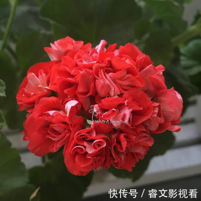 阳台种了30多种天竺葵,美不胜收,客人来了都舍不得走