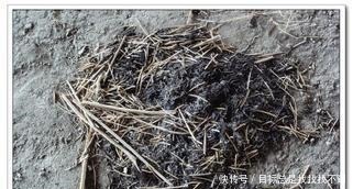 商朝|你敢乱倒垃圾!孔子说在商朝直接砍你的手