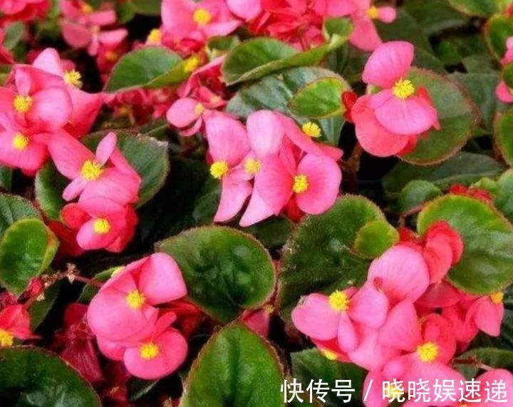 喜欢家中养花，就选几种，开花美寓意吉祥，花色娇艳花期长的花