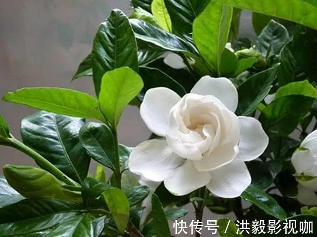 浇灌|李大爷养花,2种水“浇灌”所有花,1盆比1盆旺,从不买“花肥”