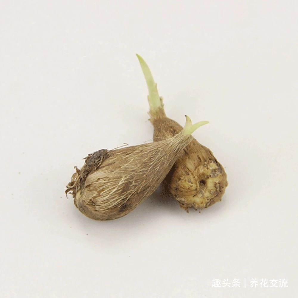 叶子|秋天买些香雪兰的种球,种盆里冬季就开花,来年夏天收获大盆子球