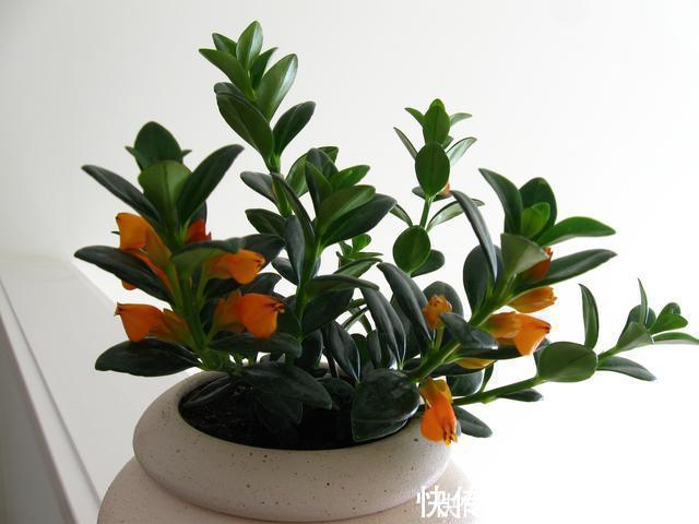 金鱼吊兰|在家养了一盆植物,开花时,周围邻居惊呆了!这盆植物竟然这么美