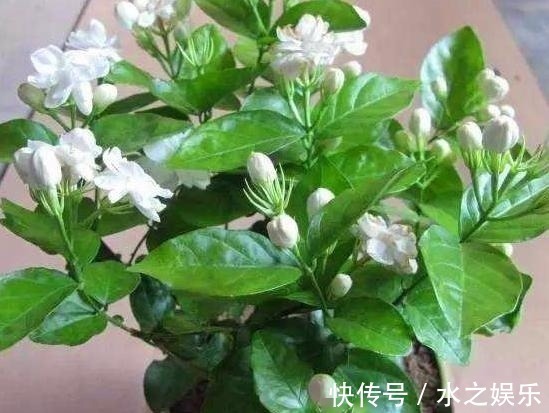 酸性|总是“吃醋”的3种花，隔1个月“吃1斤”，叶片油绿，还蹭蹭长！