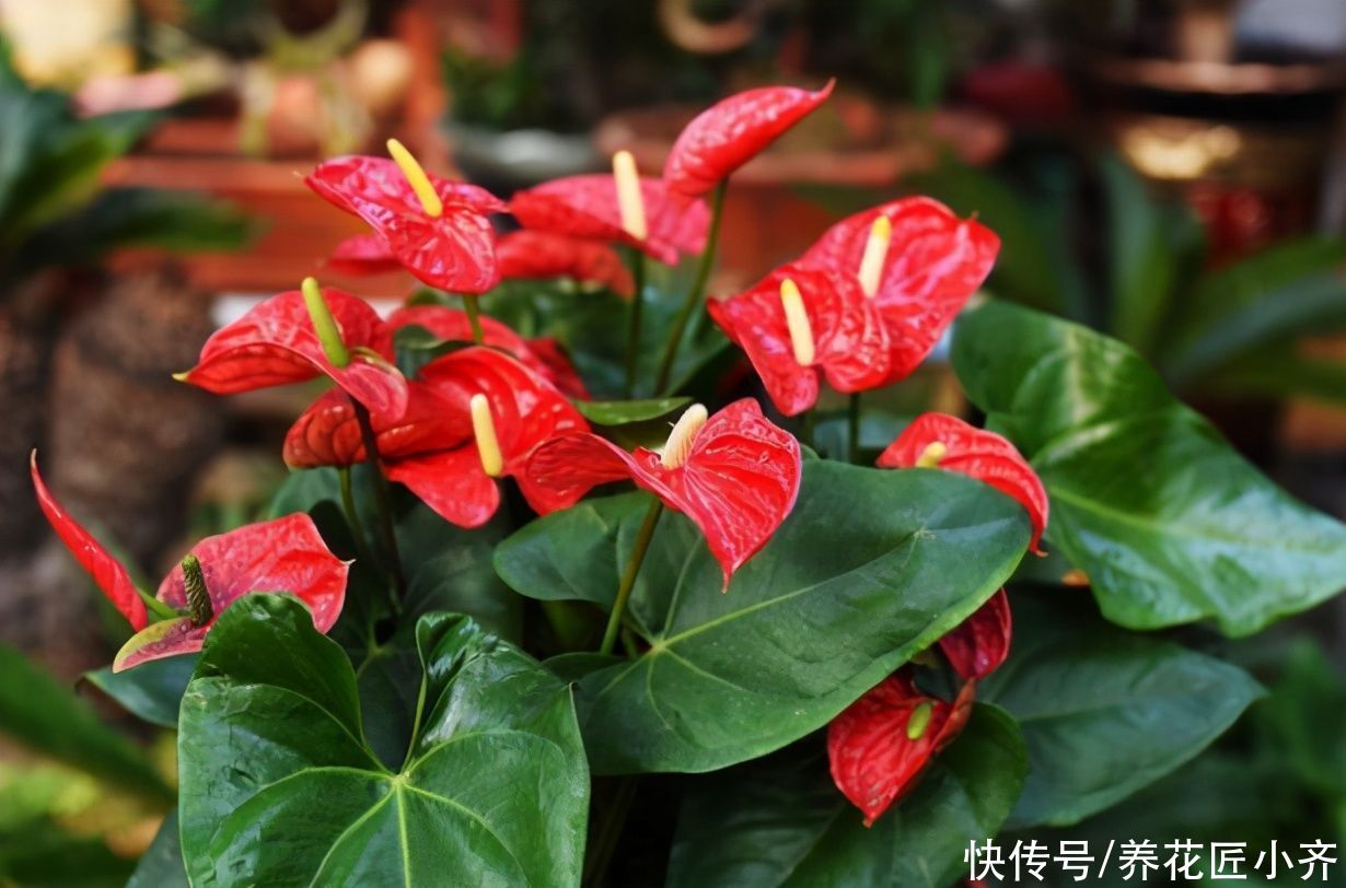 夏季|夏季能晒死的6种花，现在要做的是“遮阴、通风”，才能保证长势