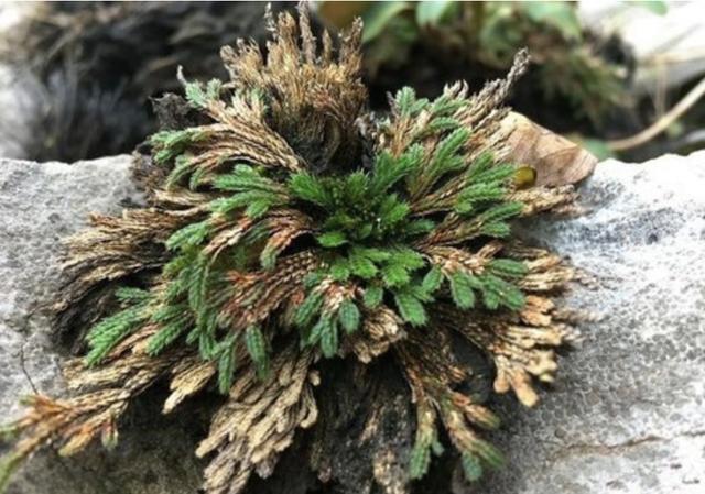 枯萎|山上的1种“还魂草”,叶片枯萎却“活着”,种花盆里,价值高!