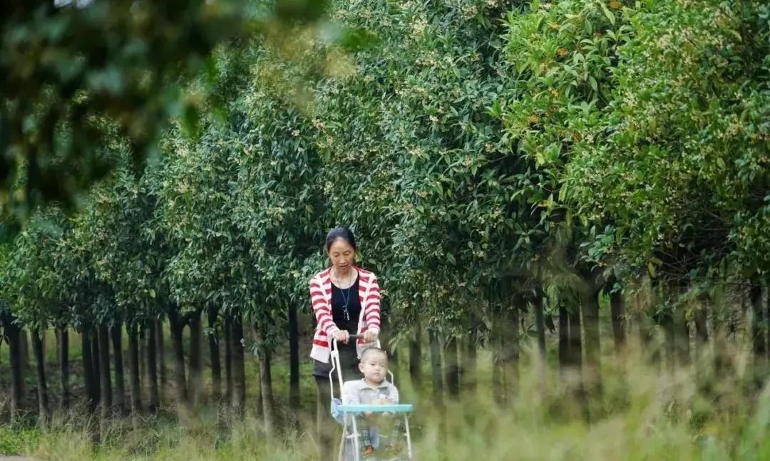 桂花|速来！仁寿桂花开了，Pong香！