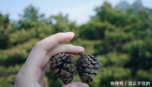 公园有“黑球”就捡回家,插土里浇点水,半月发新芽,半年成盆景!