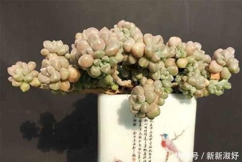 多肉|12款多肉天生就爱凑热闹,爆盆群生是强项,花友:养起来真过瘾