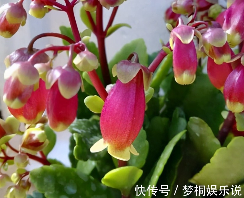 爆花|它是肉质“网红花”,寓意吉祥,掌握住技巧,植株轻松爆花