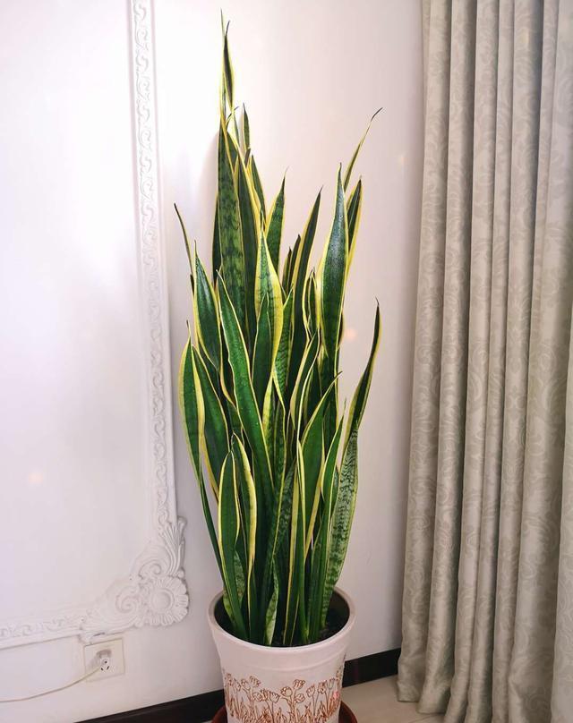 橡皮树|家里养这4种花,就要“虐一虐”,粗管粗放,越长越旺!