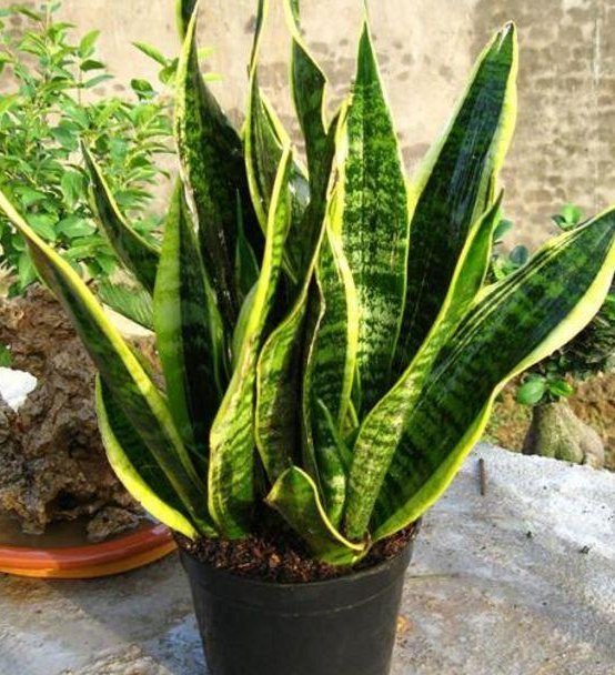 时间|这3种“植物”,一个月不浇水,反而蹭蹭长,最适合懒人养花