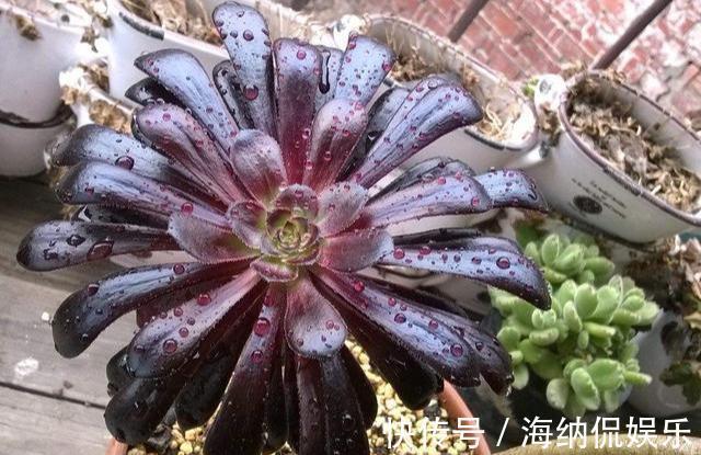 花盆|黑法师直接砍一刀,窜出满盆新芽,花盆容不下,养出大老桩!