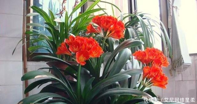 家里养花,就选这几种,一年四季不用管,给点阳光就开花