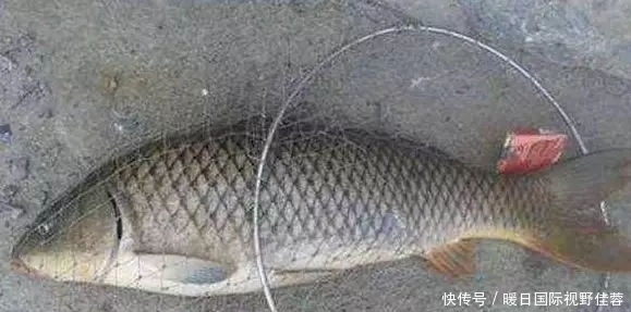 神经素|老钓友摸索出来的“天然饵料”,对大鲤鱼有奇效!