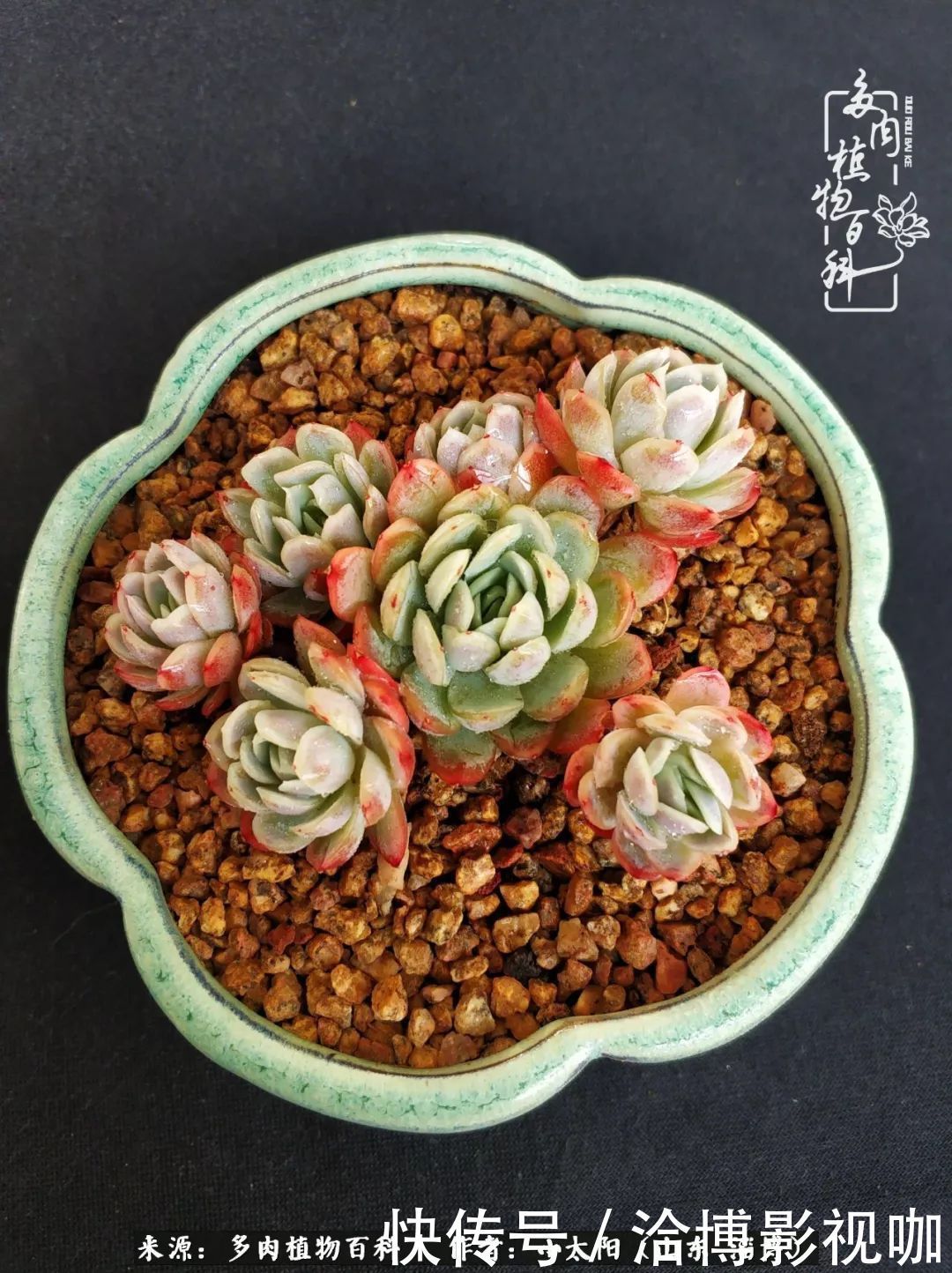 小苗|脱坑一年,最后发现自己生活里始终离不开多肉!