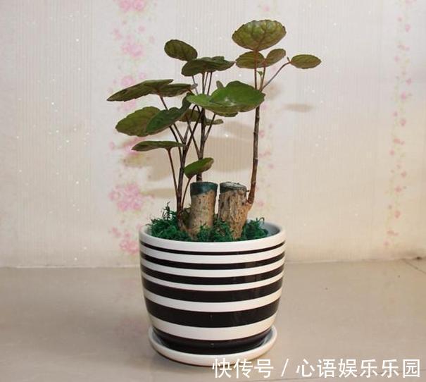 补充水分|这些镇宅盆景摆放在客厅,可让人身心愉悦,最受富人青睐