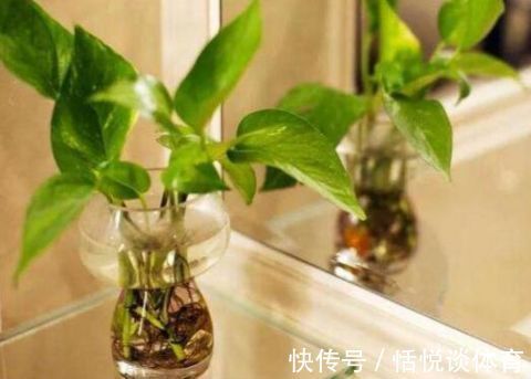 茶花|白醋倒进花盆里,竟有这么厉害的作用