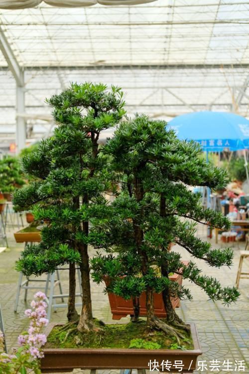 镇宅辟邪花,适合养家里,平安顺遂好兆头