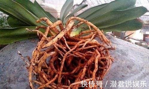 修剪|秋天换盆不修根不如不换,一把剪刀挥两下,长势疯狂压不住!