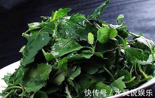 农民|误以为有毒不敢吃，农民见到就铲除，其实营养丰富，一斤高达15元