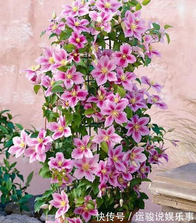 阳台上|4种花好养又漂亮,养上一盆,高端大气上档次,花朵烂漫迷人