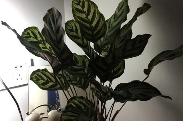 6种花一天不浇水,叶子就耷拉,缺水3天就死翘