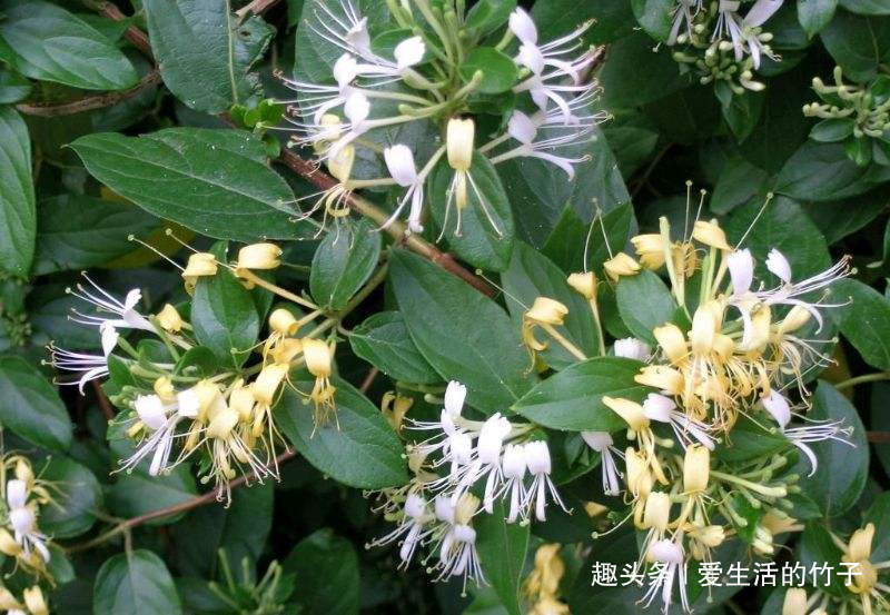 金银花和山银花的区别,认识一下,根据需要,可以区分就好