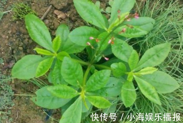 人参菜|农村的一种“假人参”,可吃可入药、营养非常大,见到不要错过