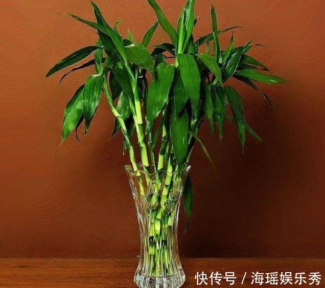 “富贵竹”买回家,记住“1修、1少、1勤”,猛长根,不黄叶