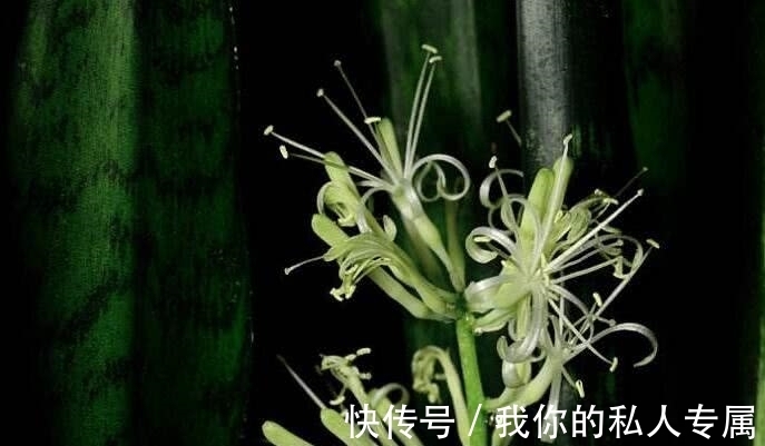 万物生长|想要虎皮兰开出花,记着“3多1少”,开花就是这么简单