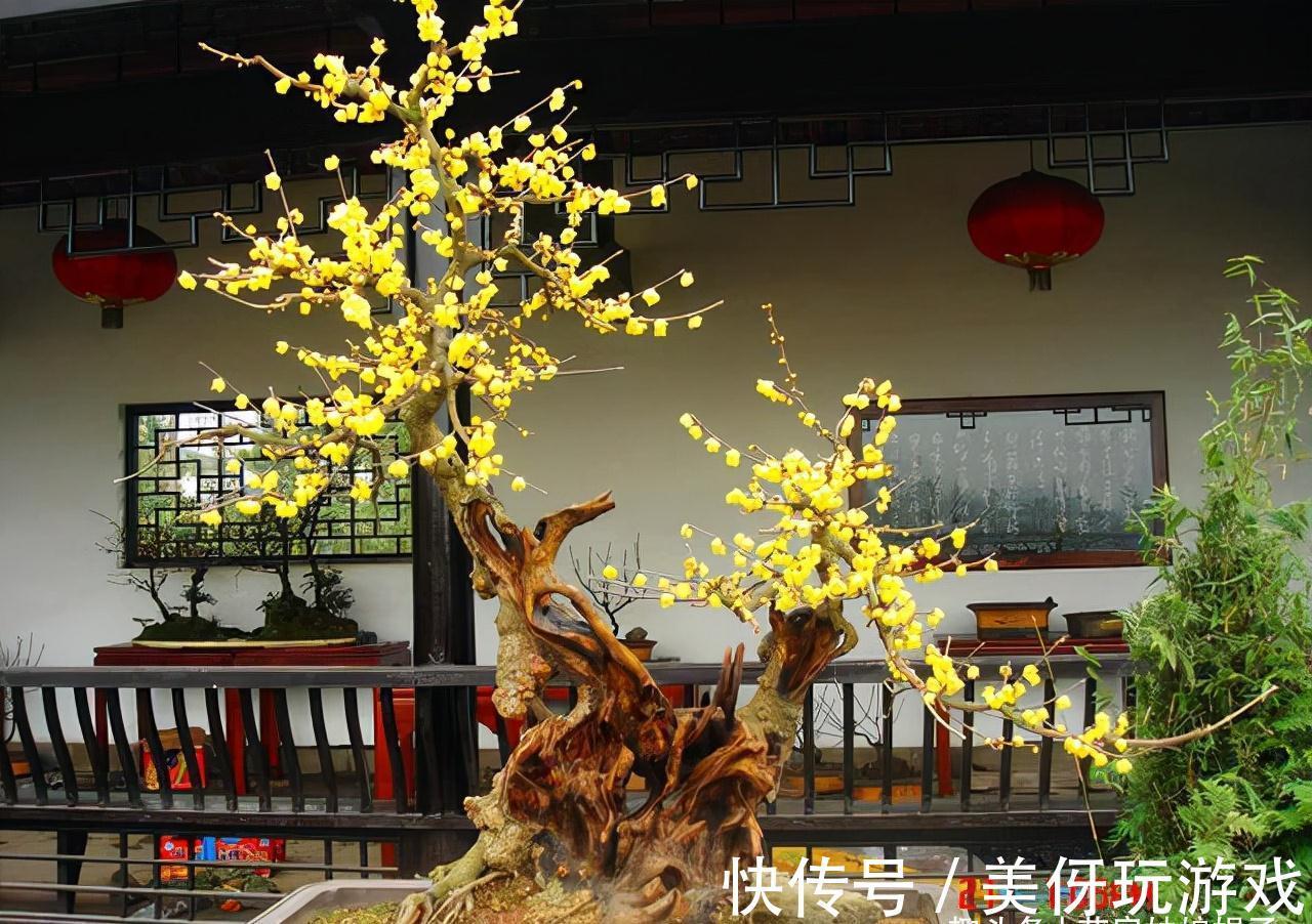 5种“喜冷花”,花期主要在冬季,好养又漂亮,开花特别香