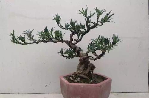 4种不同风格的花,谁见了都爱养,各有各的气质