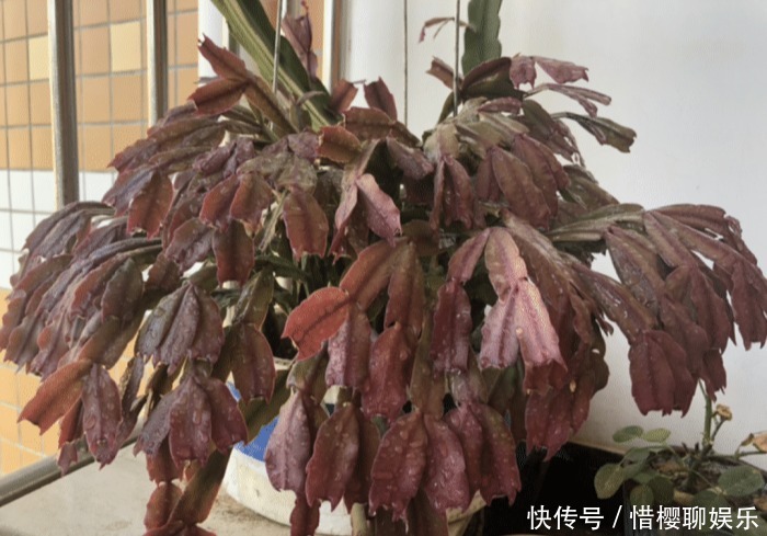 家里有此7种花,少浇水不能晒,天热要休眠早看早知道