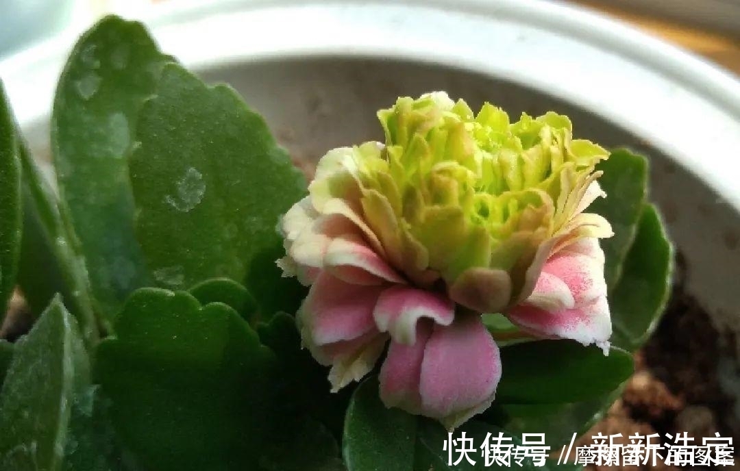 叶插|长寿开花变异了,十年都见不到一次,真稀罕