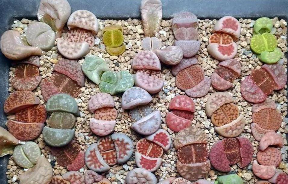 养蜕皮中的石生花，做好这4件事，才是名副其实的“富贵玉”