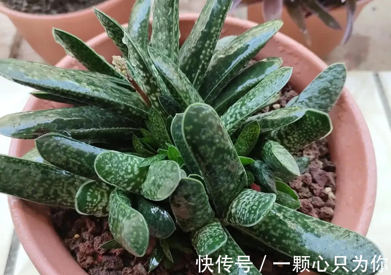 这些多肉与芦荟是近亲,一样好养,更小清新