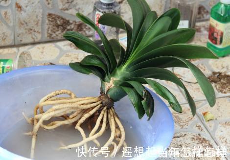 烂根|君子兰烂根了先别扔,老花友教你几招轻松救活,而且还能爆盆开花