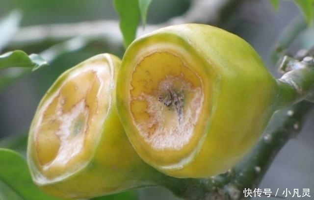 它才是真正的“维C之王”,维C含量是猕猴桃的84倍,却少有人吃过