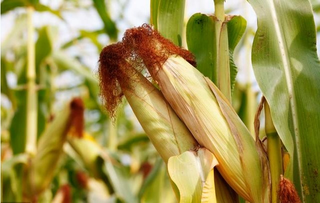 何裕民|叔叔患上糖尿病,平时用它泡水喝,竟稳住了血糖