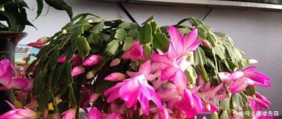 3种花冬天养,忍住“30天”不浇水,反而越养越旺,“窜”满盆!