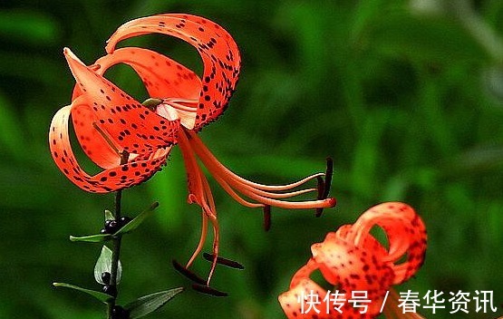 新手养卷丹百合,厨房弄点“它”,一分钱不用,盆盆“花儿爆”