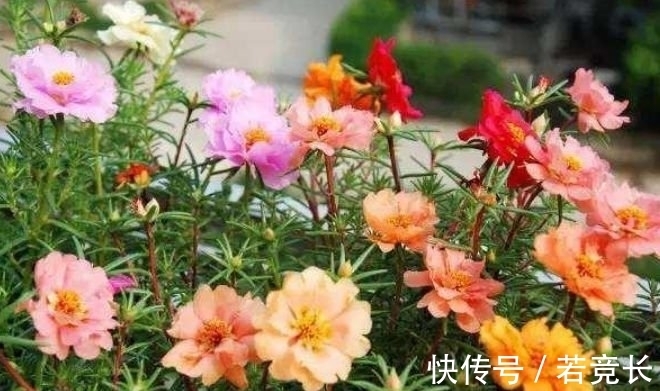 “4种花”很适合阳台养，妖艳妖娆，层层交叠，烂漫迷人眼