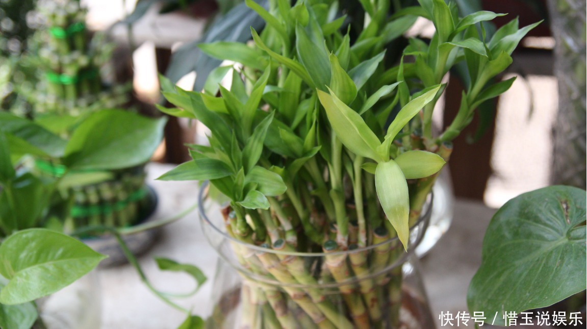 新手养富贵竹,此方法最好,强根壮茎不黄叶,富贵才能进家门