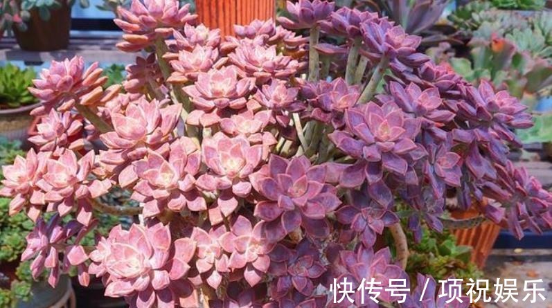 想要多肉快速长成老桩,教你一个小技巧,茎秆粗壮,新手也会养