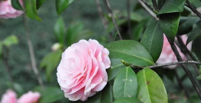 土壤|茶花有“三怕”，避开不烂根黄叶，“野劲”足冒新芽，砰砰爆出花