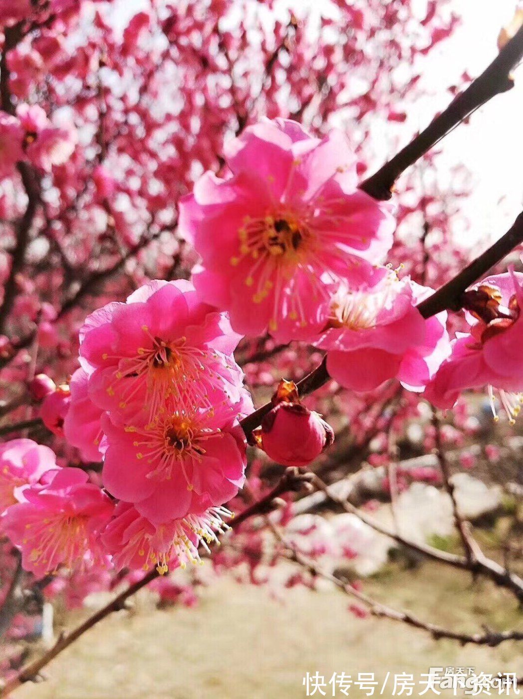 新动态|请查收从大连旅顺口热门楼盘现场传来多张谍照（组图）