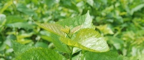 桑叶茶|糖尿病的“祸首”发现了,并不是甜食,而是它,劝你别再往嘴里塞
