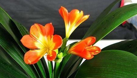 黄叶|新养的君子兰,教你一招,不黄叶,不烂根,花箭呼呼冒