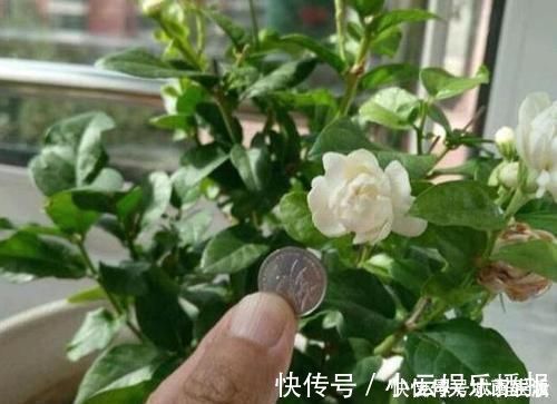 平时该如何管理茉莉花抓住5个重点,植株枝繁叶茂、开花多